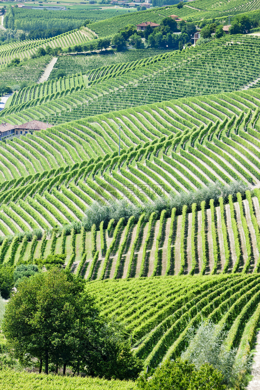 意大利皮埃蒙特附近的维内亚尔位置世界酒业栽培农村葡萄园风景国家乡村外观图片