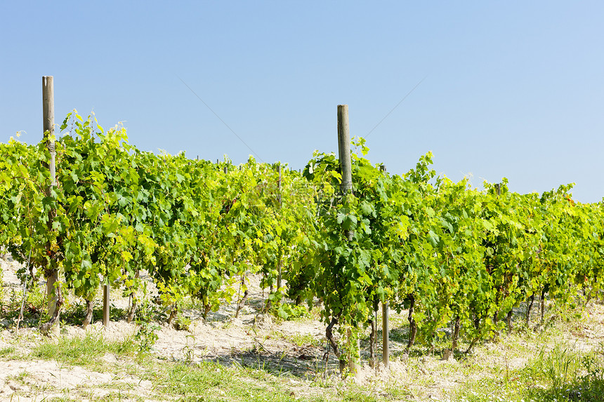 意大利皮埃蒙特塞雷塞托附近的维内亚尔绿色农业植物植物群植被栽培葡萄园外观葡萄酒业图片