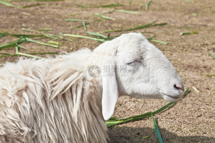 农场中沉睡的羊荒野生活地面婴儿公园花园栅栏图片