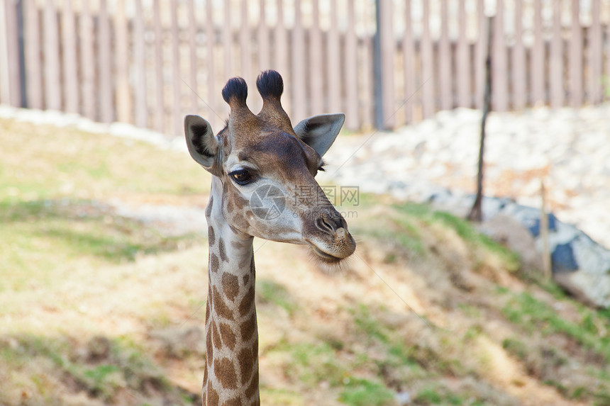 奇怪的长颈鹿的肖像蓝色耳朵头发动物脖子食草骆驼单峰皮肤环境图片