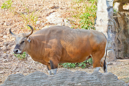 Banteng 或红牛棕色野生动物休息荒野红色喇叭肌肉动物园动物群热带背景图片