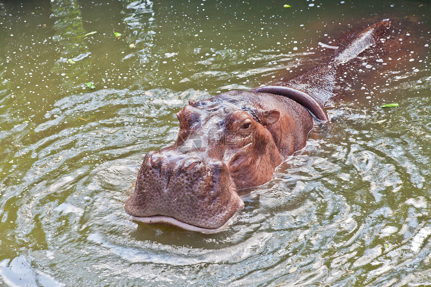 动物园的河马马生活热带哺乳动物河马喜悦游泳野生动物旅行乐趣重量图片