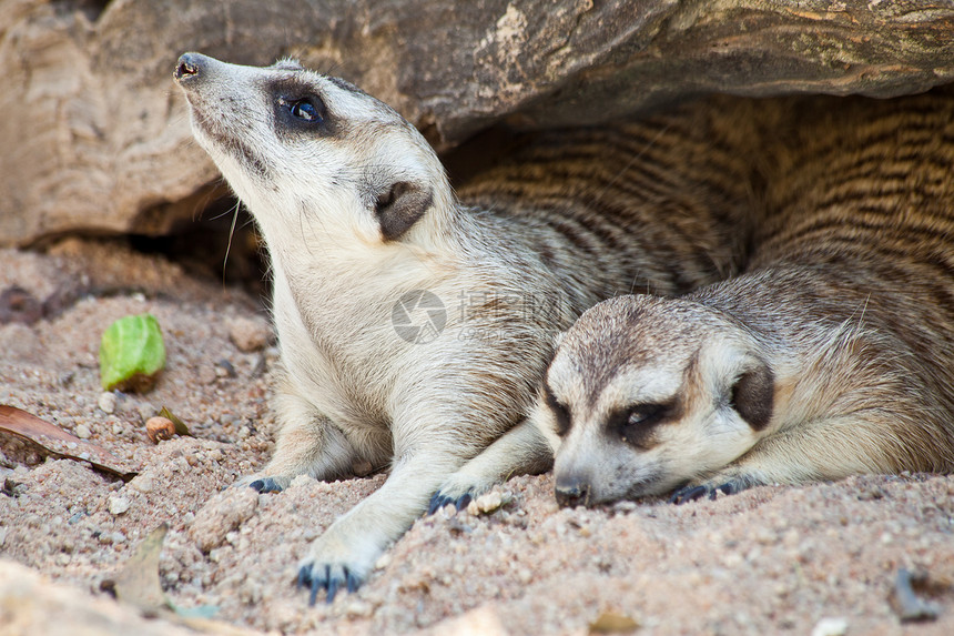 迈尔卡特警卫食肉动物鼻子母亲猫鼬沙漠哺乳动物生物眼睛图片