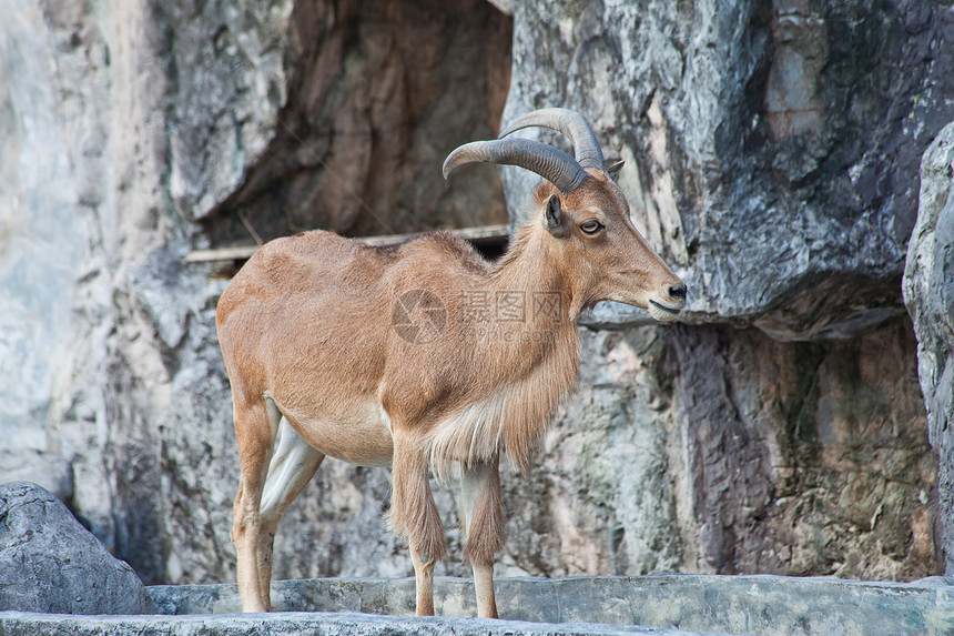粗绵羊山羊动物群棕色动物园悬崖环境岩石反刍动物荒野野生动物图片