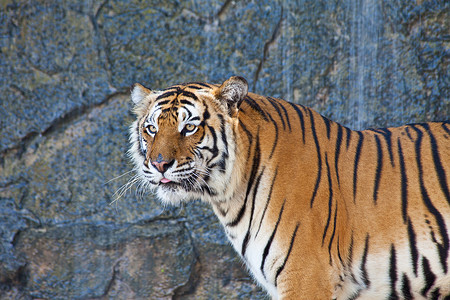 在动物园里关紧西伯利亚虎动物眼睛豹属橙子野生动物黄色荒野身体生活猫科动物背景图片