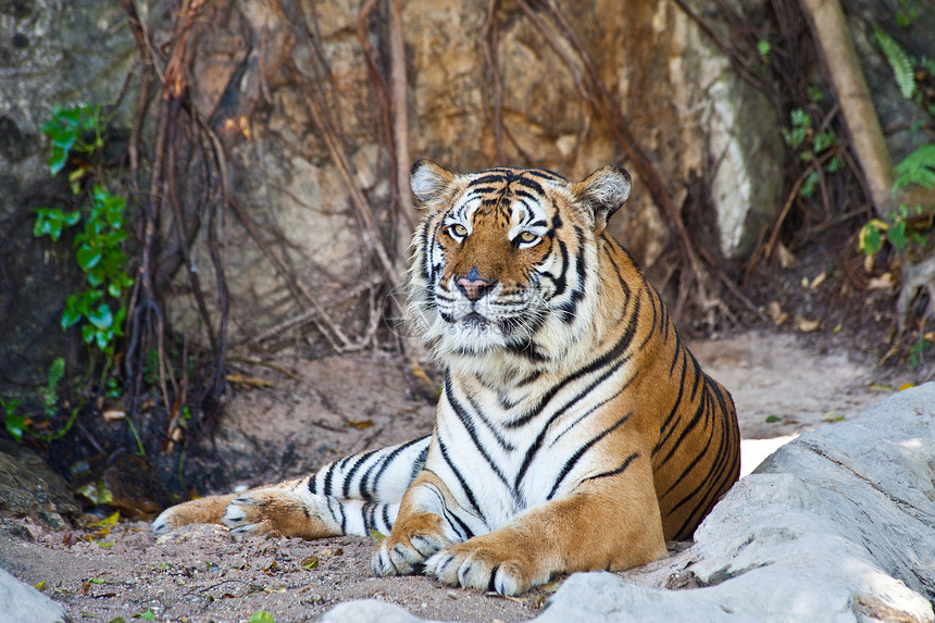 西伯利亚虎在动物园休息黄色生活动物濒危橙子危险老虎猫科动物野生动物食肉图片