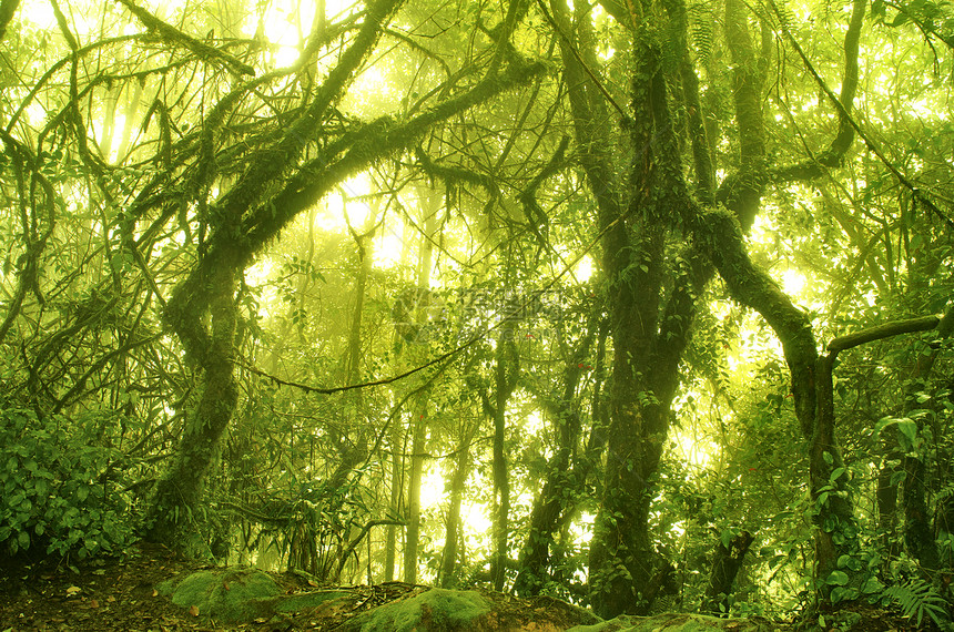 麻毛森林射线热带丛林叶子木头树干植物旅行农村荒野图片