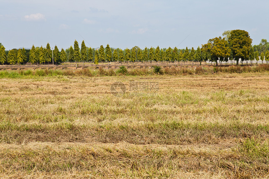 泰国的制米稻田种子农田食物生长场地收成粮食农场植物宏观图片
