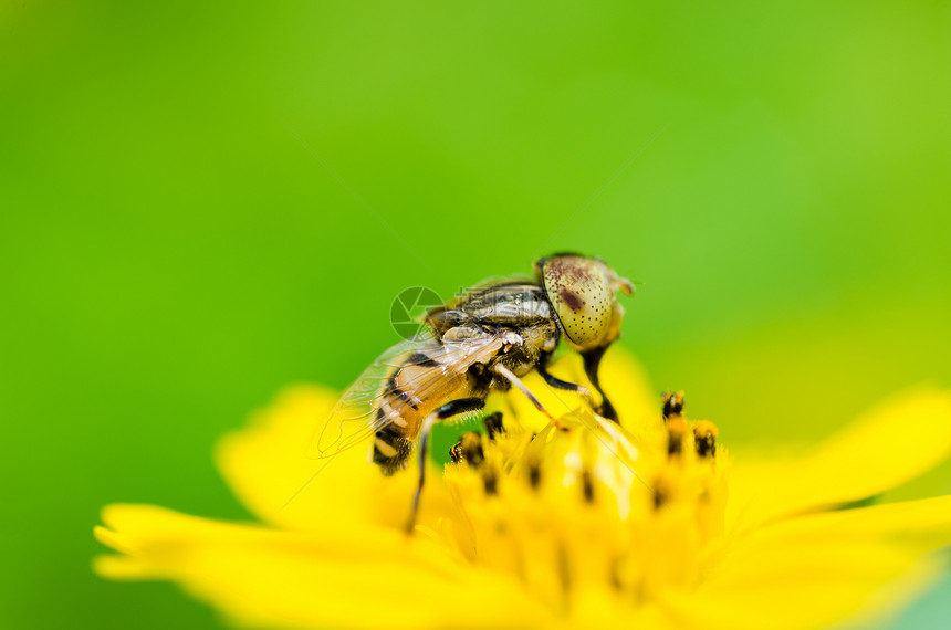 果果文件或鲜花绿色性质的宏野生动物翅膀昆虫宏观蜜蜂动物学苍蝇黄色条纹图片