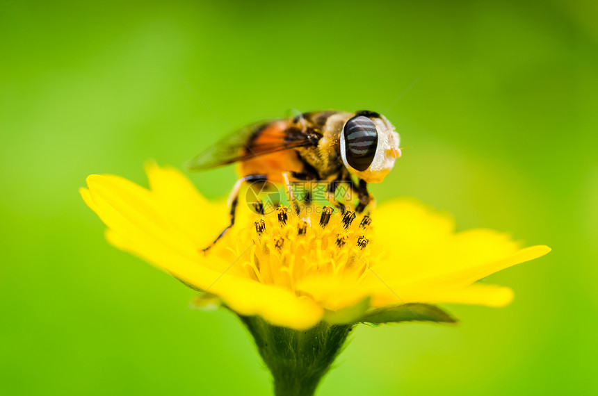 果果文件或鲜花绿色性质的宏动物学条纹宏观野生动物昆虫蜜蜂黄色苍蝇翅膀图片