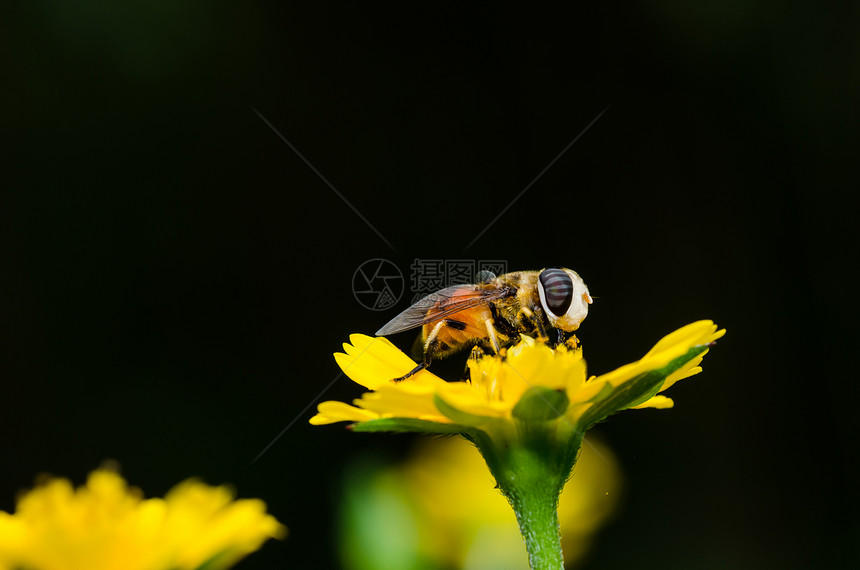 果果文件或鲜花绿色性质的宏翅膀蜜蜂宏观黄色野生动物苍蝇动物学昆虫条纹图片