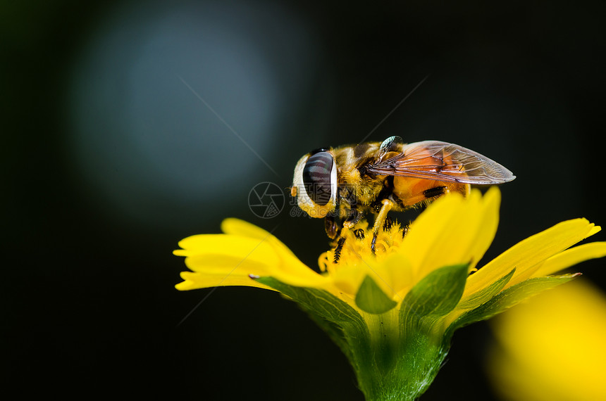 果果文件或鲜花绿色性质的宏黄色翅膀宏观苍蝇条纹动物学昆虫蜜蜂野生动物图片