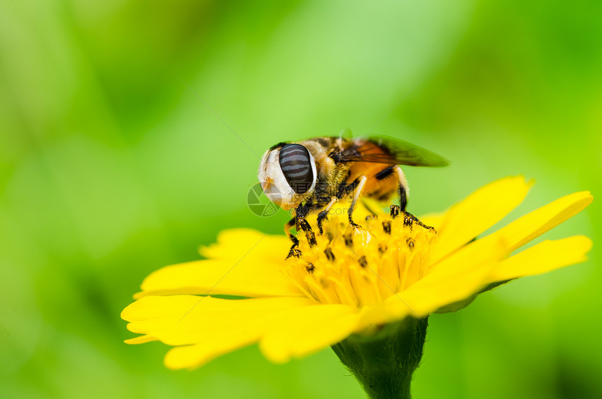 果果文件或鲜花绿色性质的宏动物学蜜蜂黄色昆虫苍蝇翅膀宏观野生动物条纹图片