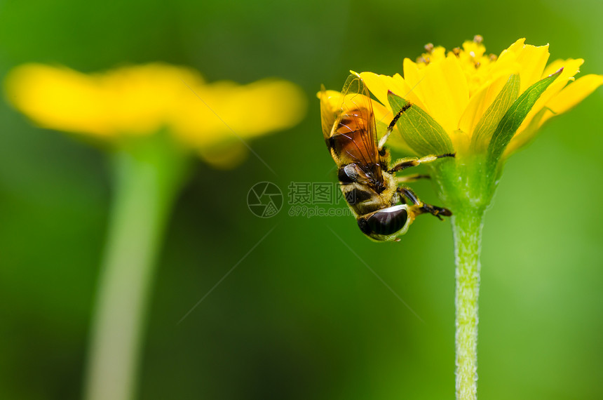 果果文件或鲜花绿色性质的宏条纹野生动物昆虫黄色宏观动物学翅膀苍蝇蜜蜂图片