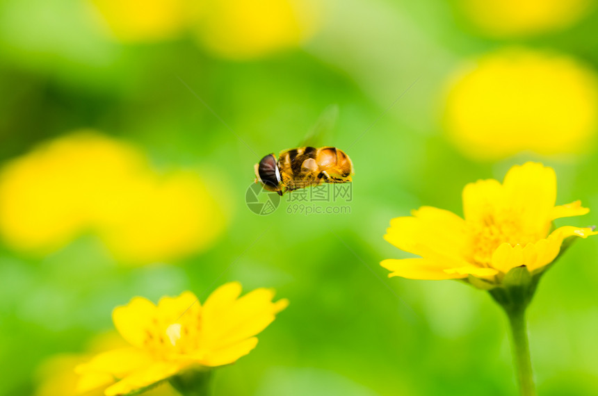 果果文件或鲜花绿色性质的宏昆虫黄色苍蝇动物学蜜蜂野生动物条纹翅膀宏观图片