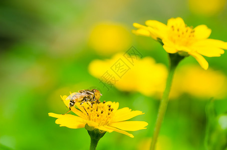 果果文件或鲜花绿色性质的宏昆虫苍蝇野生动物动物学翅膀蜜蜂条纹宏观黄色背景图片