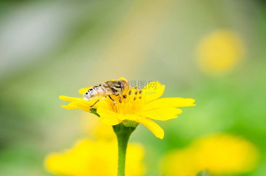 果果文件或鲜花绿色性质的宏苍蝇蜜蜂野生动物动物学翅膀昆虫宏观条纹黄色图片