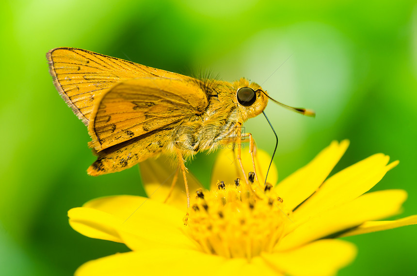绿色的蝴蝶宏翅膀黄色昆虫蝴蝶黑色图片
