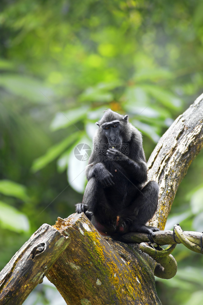 骨灰黑色麦卡克绿色毛皮动物森林野生动物灵长类猿猴荒野明星丛林图片