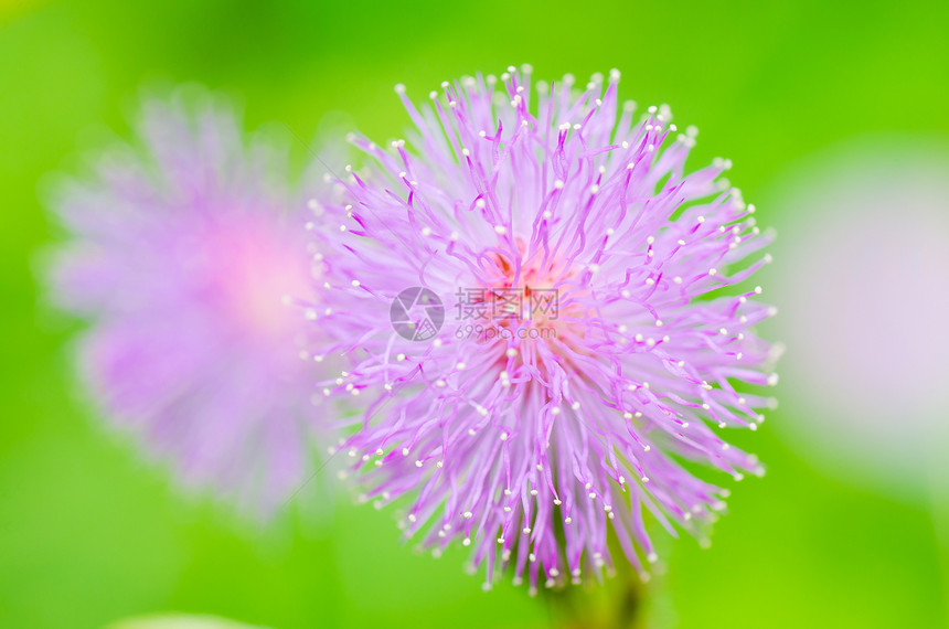 绿色自然的敏感植物花朵紫色植物学圆形热带宏观花园温室粉色花瓣红色图片