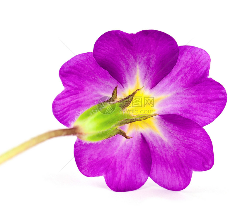 普立木花花植物绿色白色花瓣粉色紫色图片