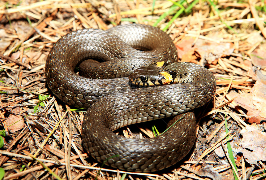 草蛇Natrix 是一条欧洲非毒蛇蛇皮野生动物黑色冷血爬虫橙子动物攻击生物图片