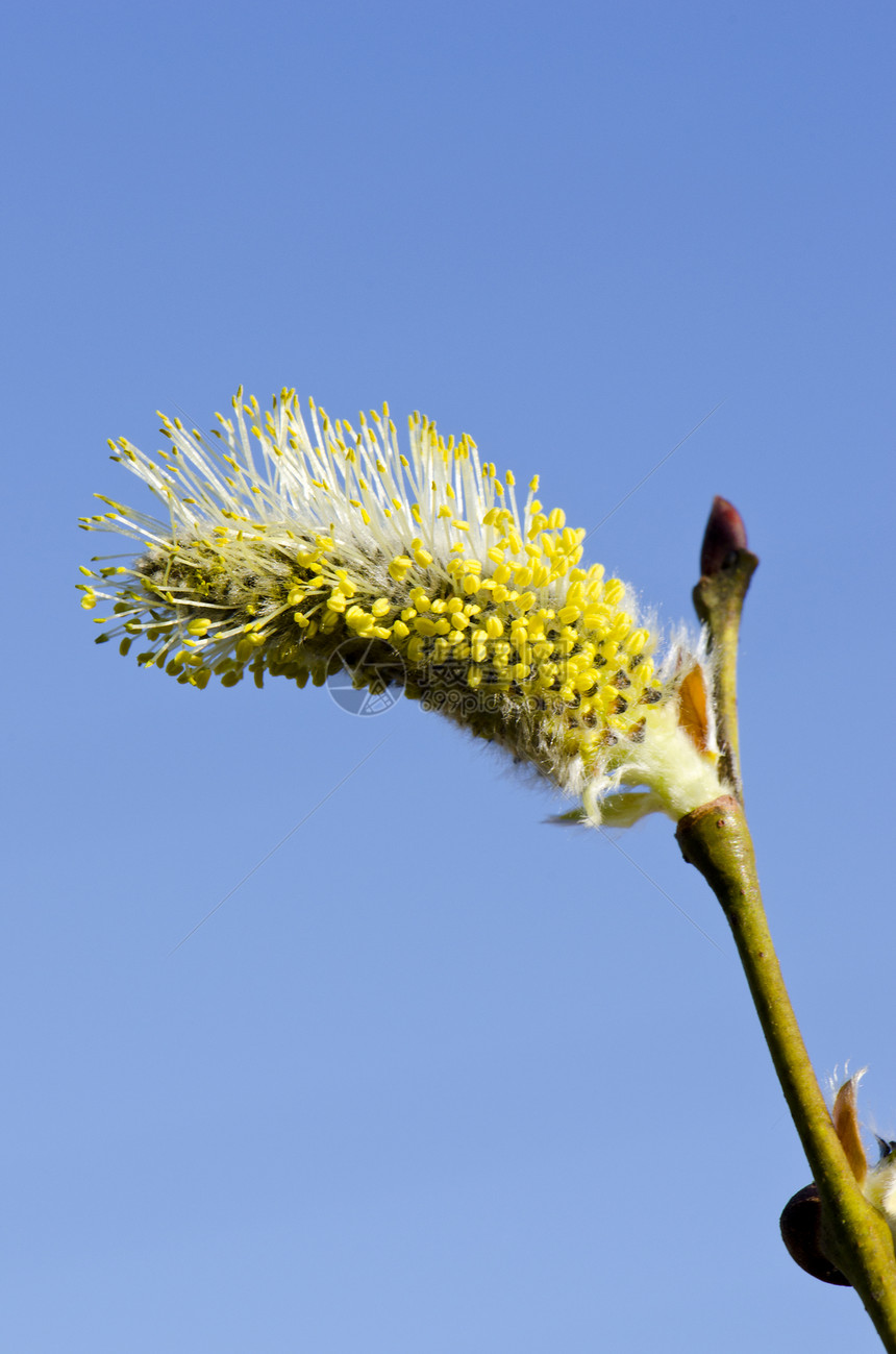 特写大型春季小猫 山羊柳地天空花粉柳属阳光植物群宏观植物叶子光束枝条花朵图片