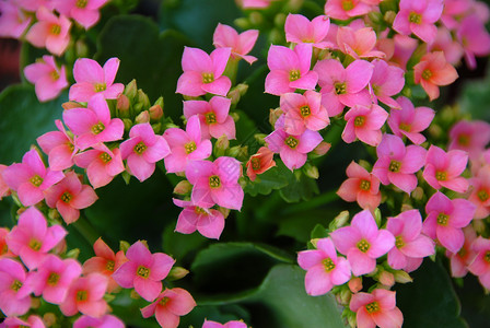 粉红色succ素花花植物群肉质粉色花园园艺背景图片
