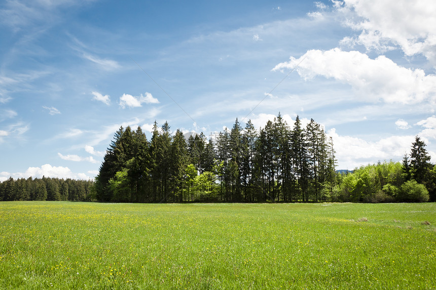 森林和蓝天空蓝色环境木头绿色植物农村课程美丽叶子场地生长图片