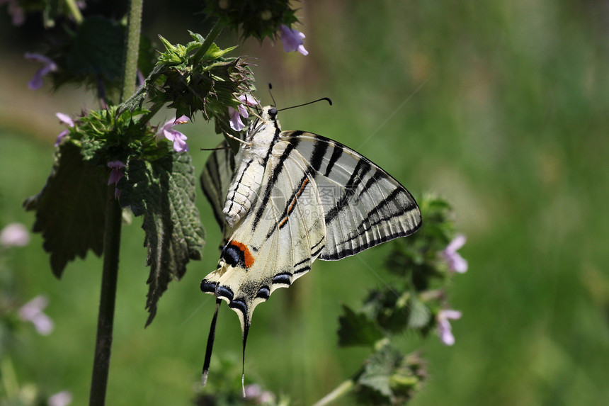 野花上的蝴蝶翅膀昆虫动物群季节植物群绿色生活草地荒野花园图片