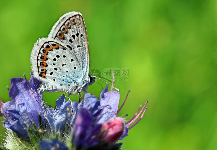 花上蝴蝶草地绿色橙子动物翅膀生活蓝色昆虫动物群花园图片