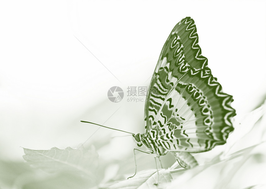 蝴蝶在叶子上热带昆虫草蛉环境翅膀植物红色动物群动物绿色图片