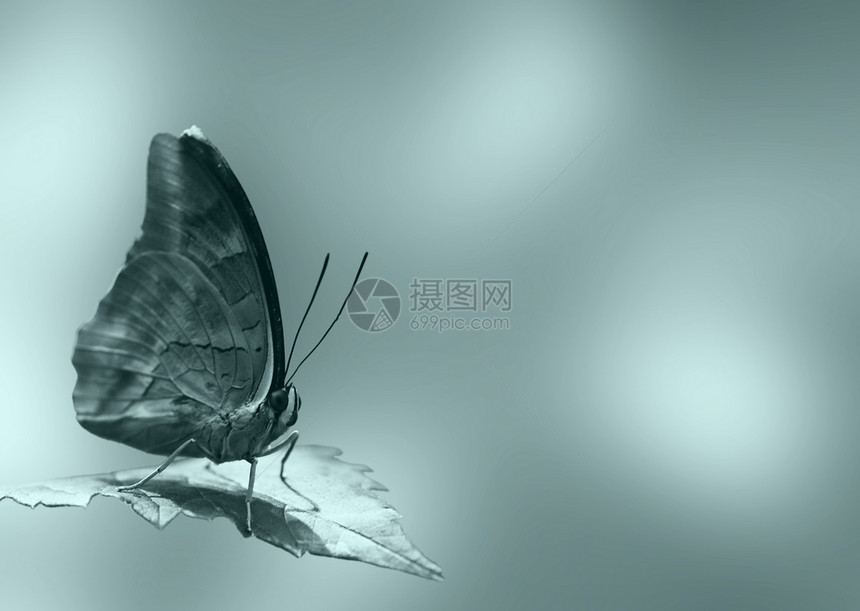 蝴蝶棕色叶子热带动物群动物灰色环境翅膀蓝色昆虫图片