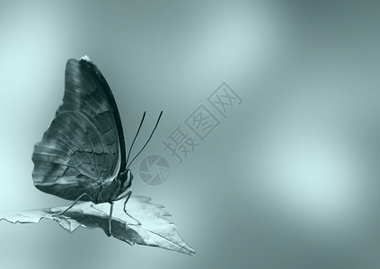 蝴蝶棕色叶子热带动物群动物灰色环境翅膀蓝色昆虫高清图片