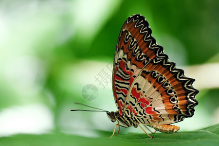 蝴蝶在叶子上白色动物群绿色昆虫动物翅膀红色植物草蛉环境背景图片