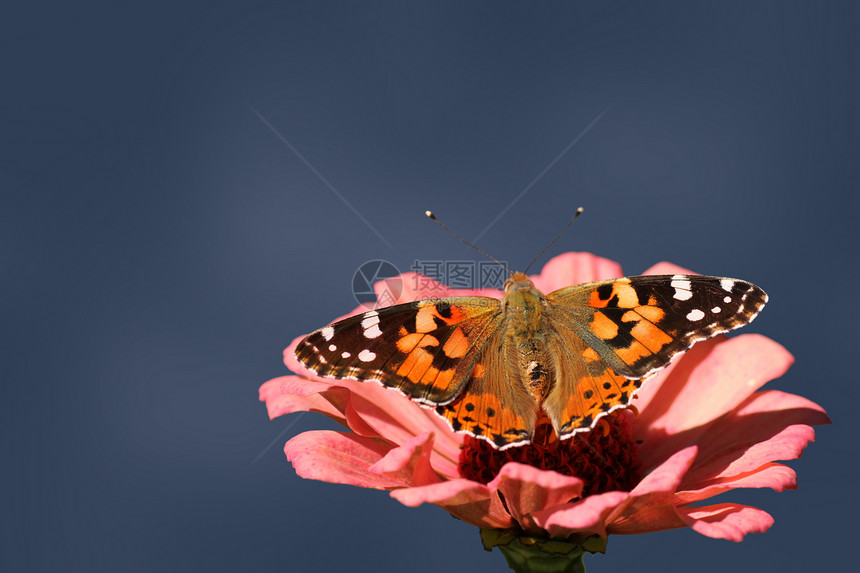 蝴蝶涂漆夫人黑色灰色动物群环境植物群粉色宏观昆虫翅膀女士图片