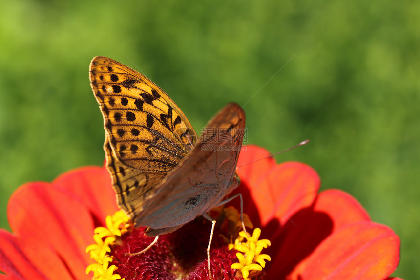 花上蝴蝶动物群昆虫棕色红色环境紫色植物群花园翅膀图片