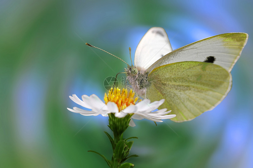 白卷菜蝴蝶动物群绿色翅膀花园昆虫白色草地季节植物群动物图片