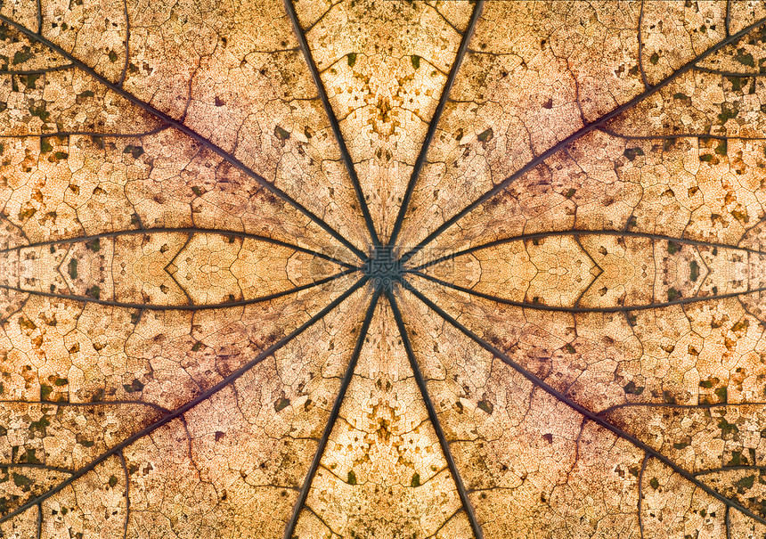 自然形态椭圆形叶子星星中心褐色红色创造力棕色图片