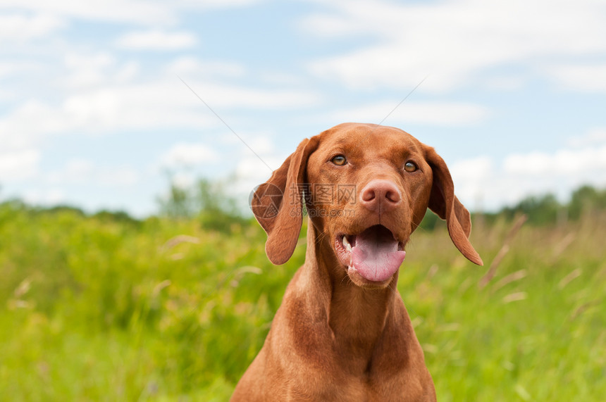 Vizsla Dog匈牙利指针宠物绿色场地棕色犬类图片