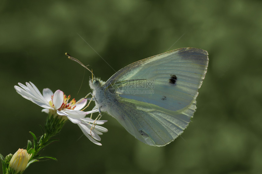 白卷菜蝴蝶植物群绿色动物季节白色翅膀动物群昆虫图片