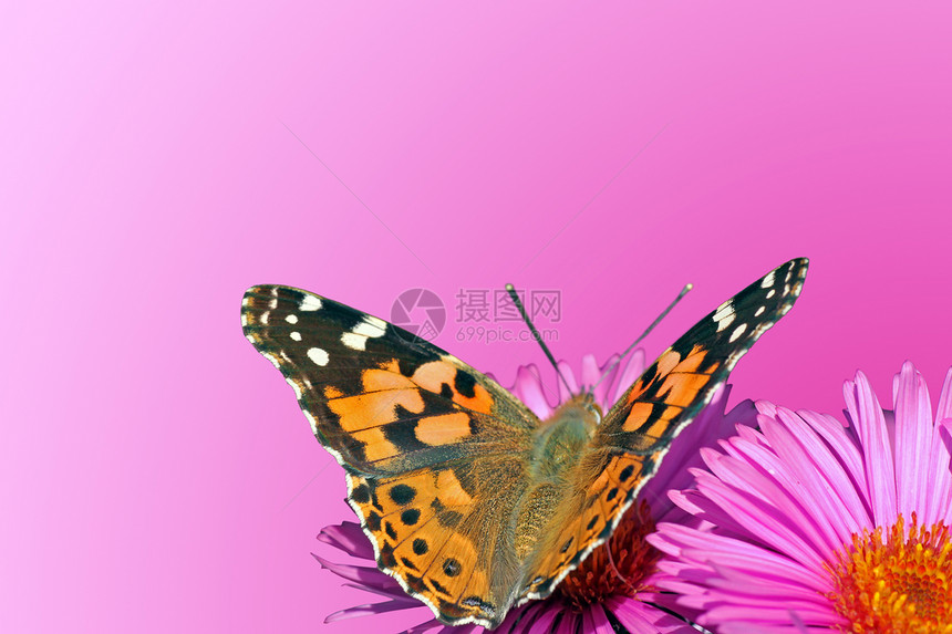 蝴蝶修饰的夫人黑色动物粉色紫色菊花女士空间昆虫宏观翅膀图片