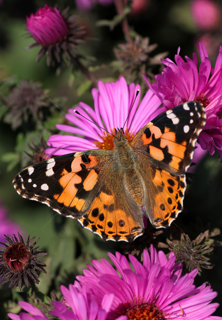 蝴蝶涂漆夫人黑色花园动物昆虫紫色宏观翅膀菊花女士动物群图片