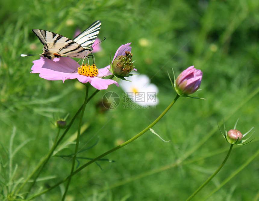 花上蝴蝶季节动物昆虫动物群翅膀花园绿色白色生活宇宙图片