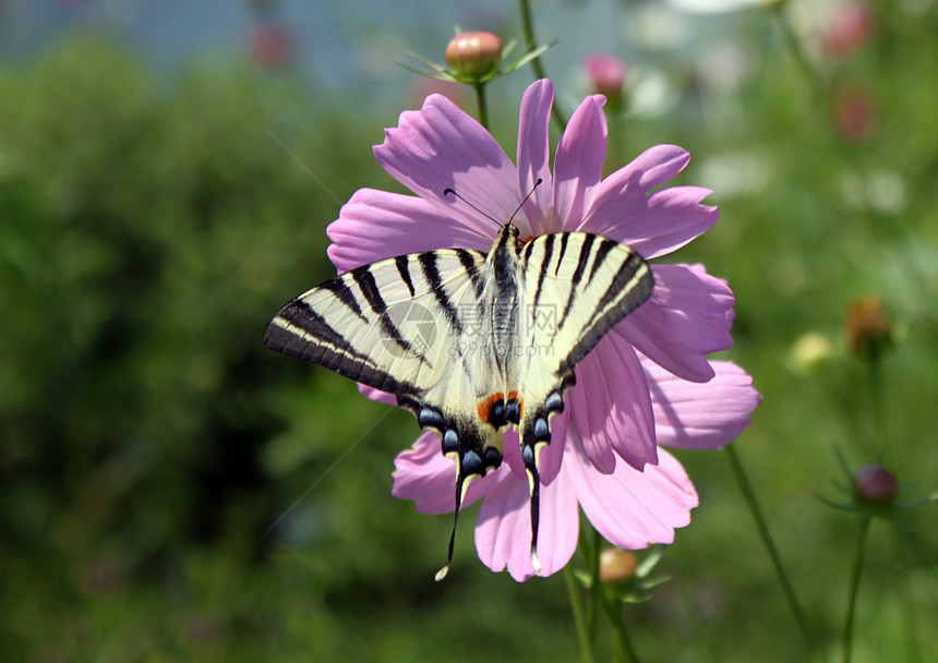 花上蝴蝶植物群昆虫季节翅膀动物宇宙花园白色花朵生活图片