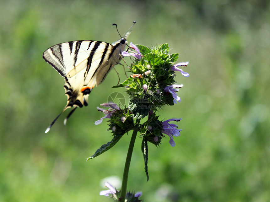 青草中的蝴蝶荒野翅膀昆虫季节绿色植物群花园燕尾动物生活图片