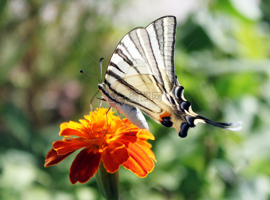 花上蝴蝶翅膀植物群花园动物群动物昆虫生活宏观图片