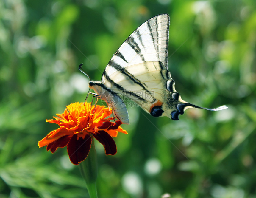 花上蝴蝶宏观翅膀动物群动物昆虫生活植物群花园图片
