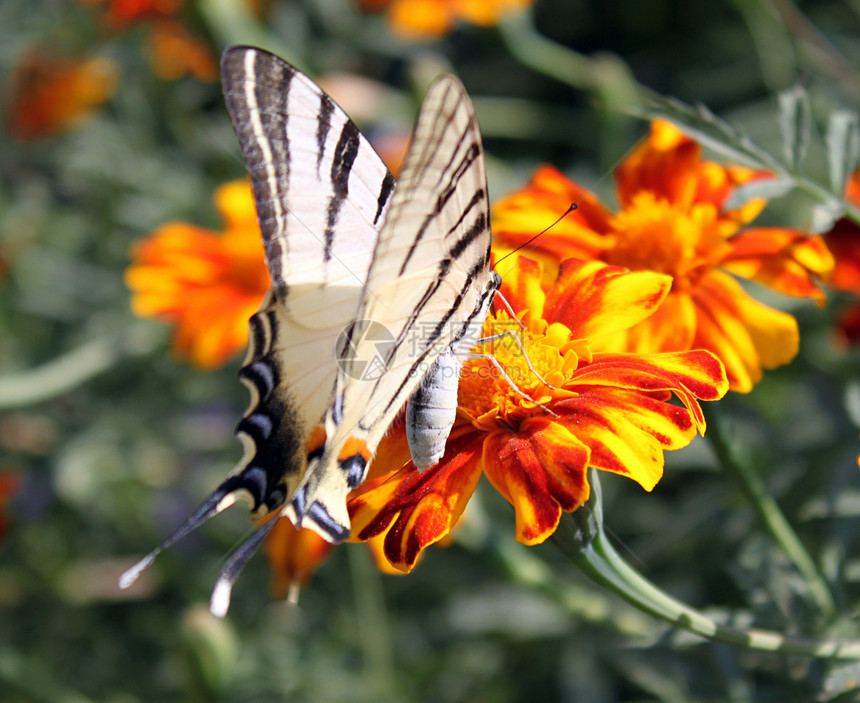 花上蝴蝶花园动物动物群翅膀昆虫植物群生活宏观图片