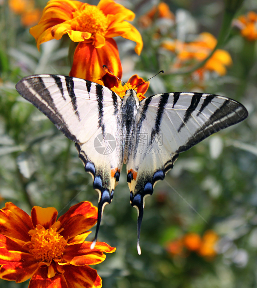 蝴蝶丝尾燕尾宏观植物群动物生活翅膀昆虫花园动物群图片